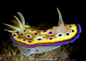 Nudi, PNG by Michael Gallagher 